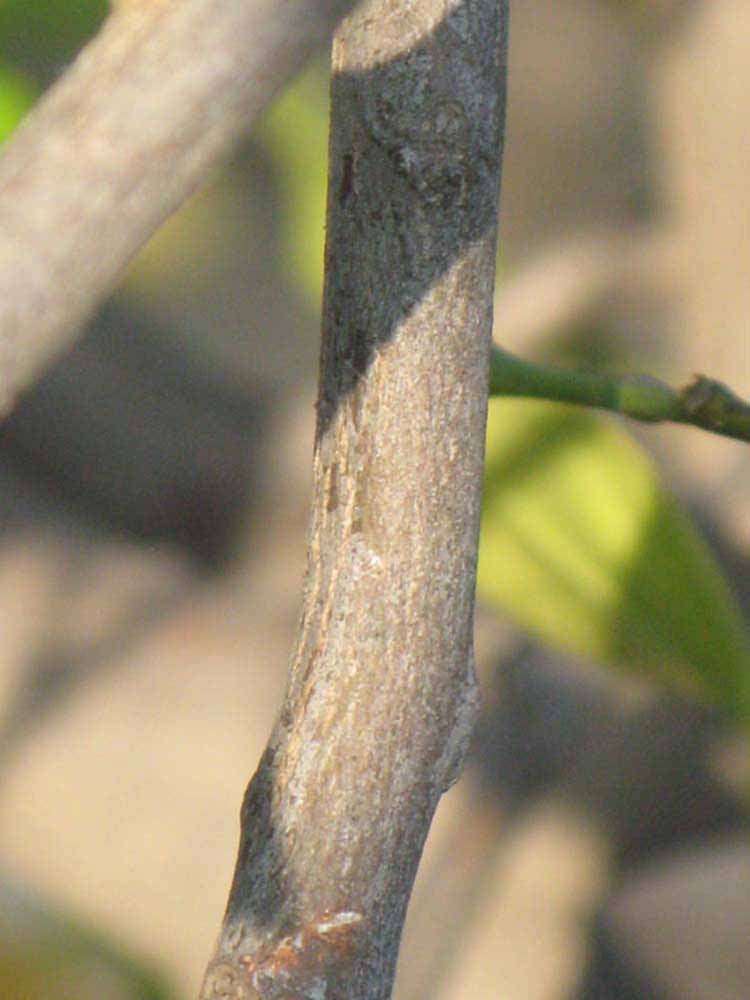              Second - third year twig (Riverside,   CA)       